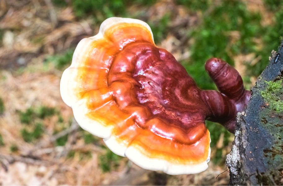 What are Reishi Mushrooms Good For?