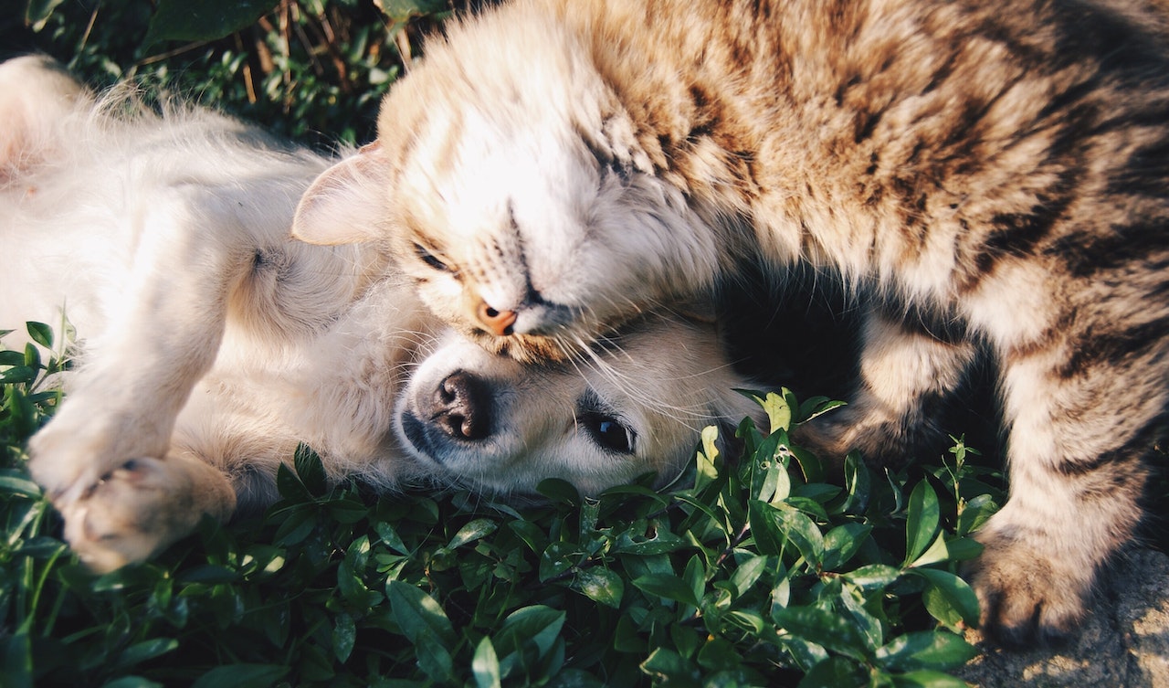 What Essential Oils are Pet-Friendly?