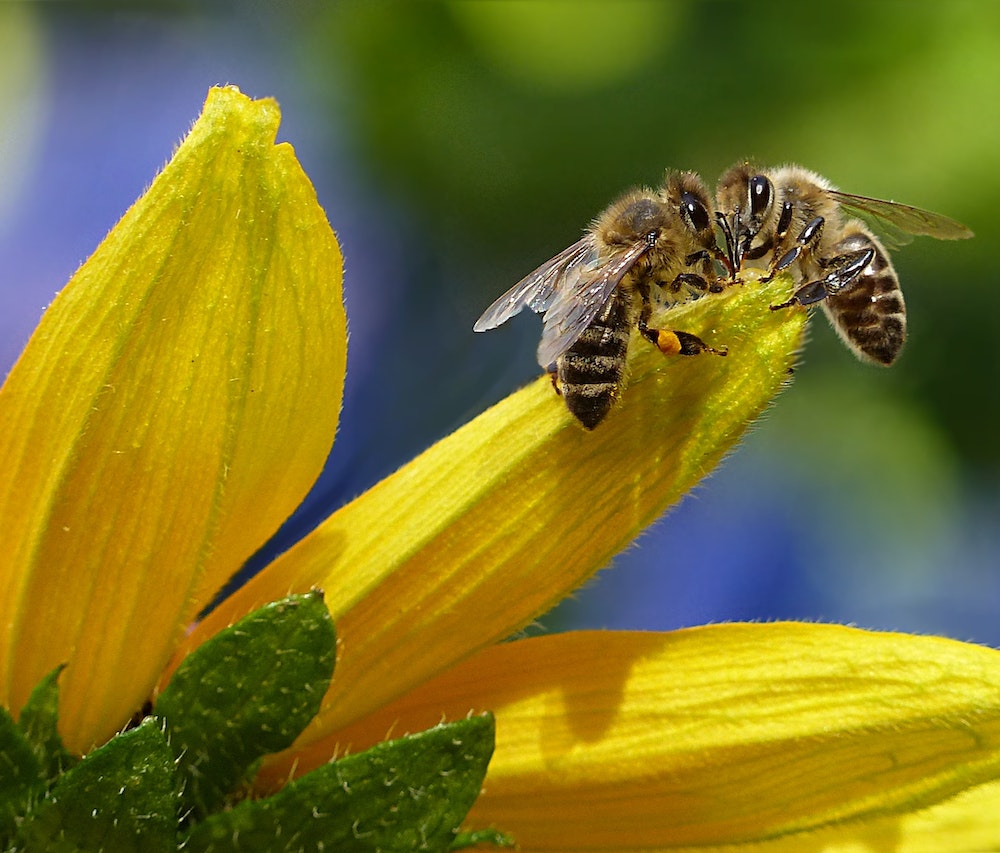 Breaking Down Bee Products: Differences Between Bee Pollen, Propolis, and Royal Jelly