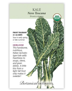 Botanical Interest Kale Nero Toscana - Main