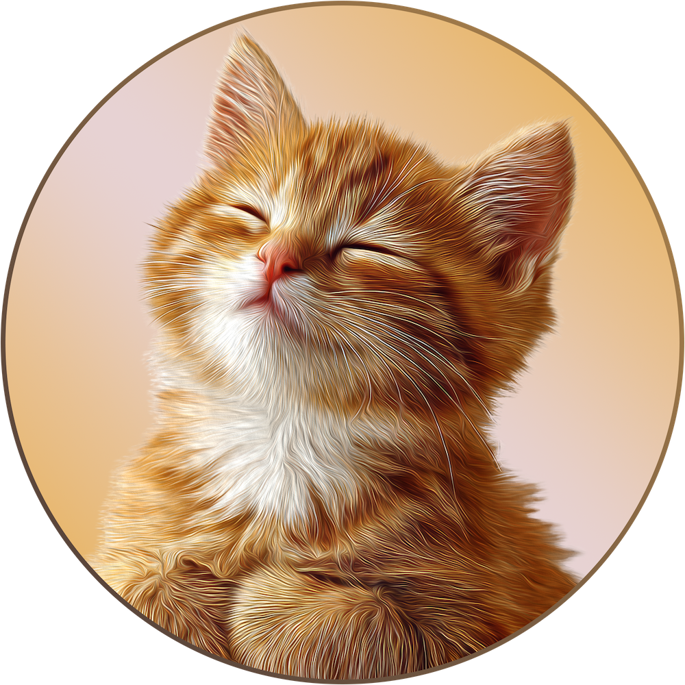 Happy looking orange and white cat