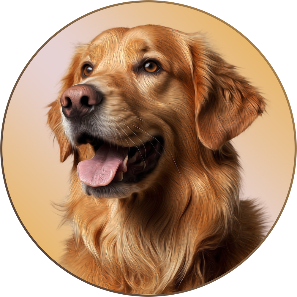 Happy looking Golden Retreiver panting